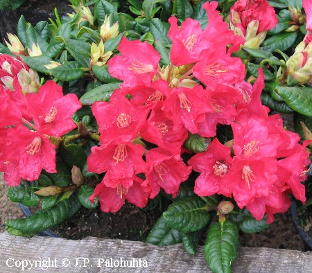 Rhododendron Repens-Ryhm� 'Elviira'